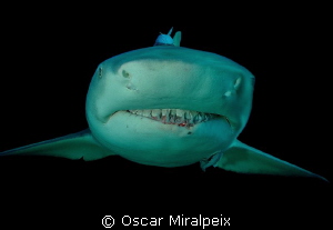 Lemon Shark close up by Oscar Miralpeix 
